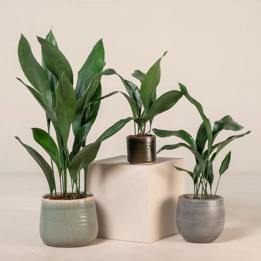 Aspidistras