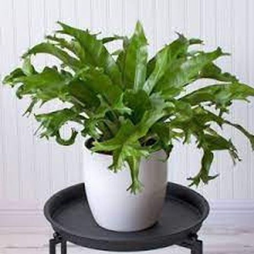 Asplenium Crissie