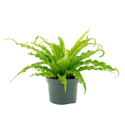 Asplenium Crissie