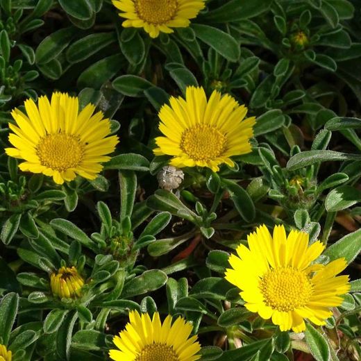 Asteriscus Maritimus Caja 6 uds.