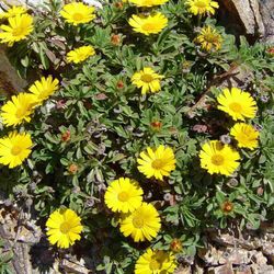 Asteriscus Maritimus Caixa 6 u.