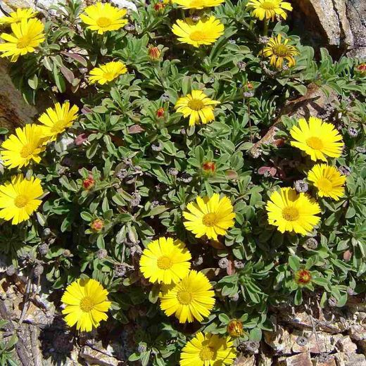 Asteriscus Maritimus Caixa 6 u.