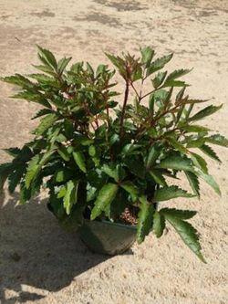 Astilbe
