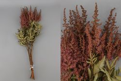 Astilbe Preservado