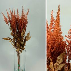 Astilbe Preservado