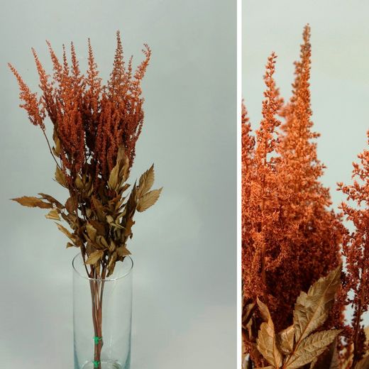 Astilbe Preservado
