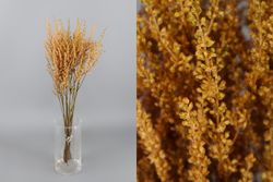 Astilbe Preservado