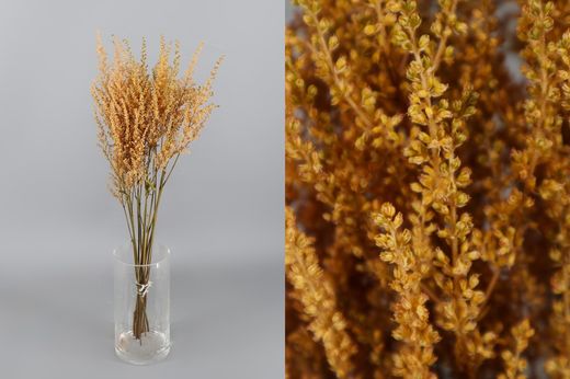 Astilbe Preservado