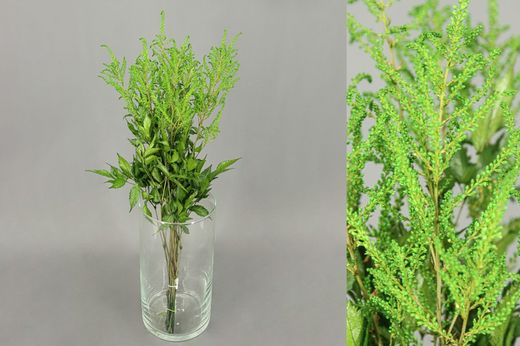 Astilbe Preservado
