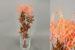 Astilbe Preservado