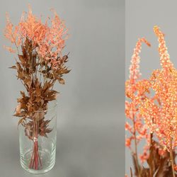 Astilbe Preservado