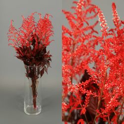 Astilbe Preservado