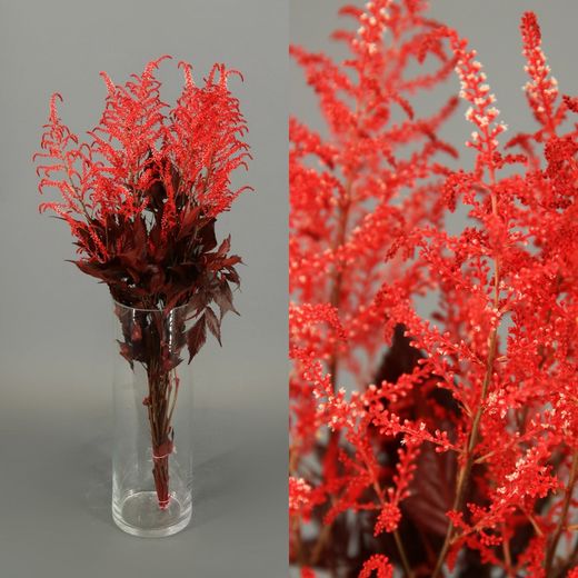 Astilbe Preservado