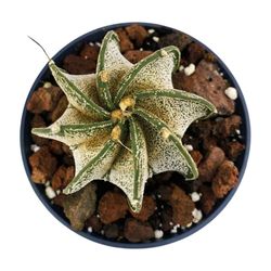 Astrophytum Myriostigma Multicostatum