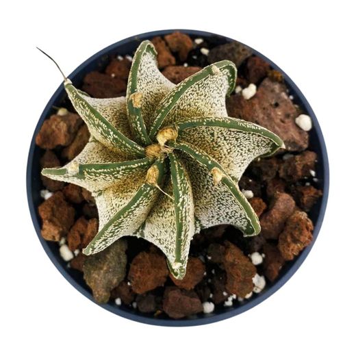 Astrophytum Myriostigma Multicostatum