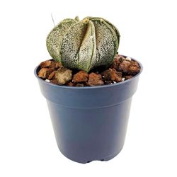 Astrophytum Myriostigma Multicostatum