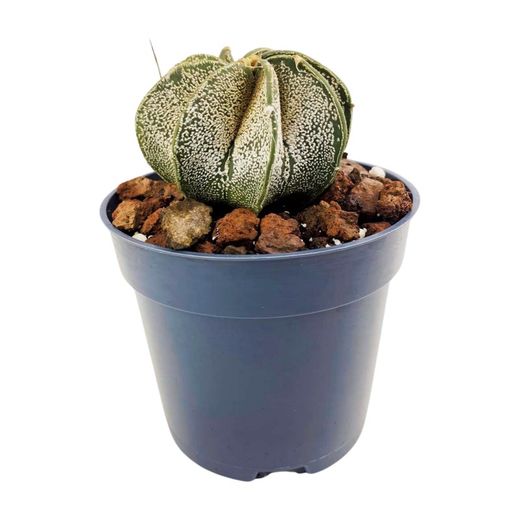 Astrophytum Myriostigma Multicostatum