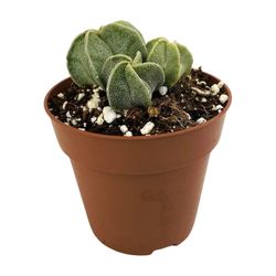 Astrophytum Myriostigma