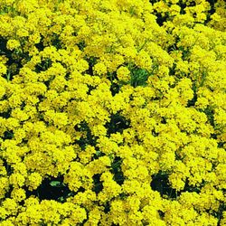 Aurinia Saxatilis  caja 10 uds.
