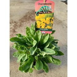 Aurinia Saxatilis  caja 10 uds.