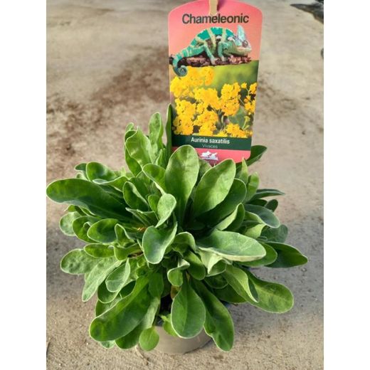 Aurinia Saxatilis  caja 10 uds.