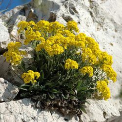 Aurinia Saxatilis  caja 10 uds.