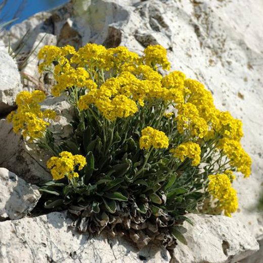 Aurinia Saxatilis  caja 10 uds.