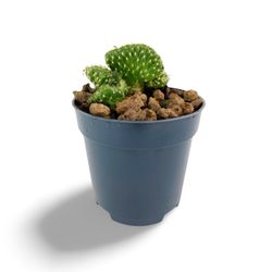 Austrocylindropuntia Subulata
