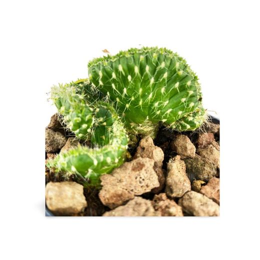 Austrocylindropuntia Subulata