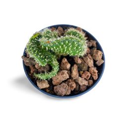 Austrocylindropuntia Subulata