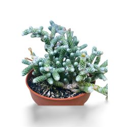 Avonia papyracea
