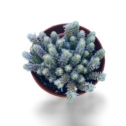 Avonia papyracea
