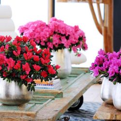 Azaleas