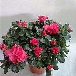 Azaleas