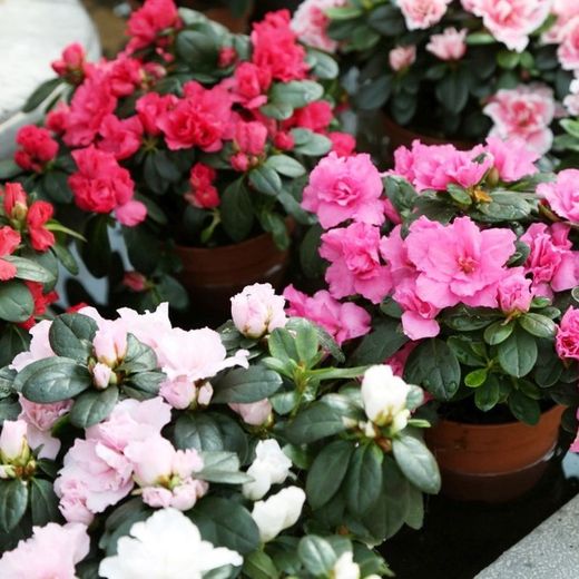 Azaleas