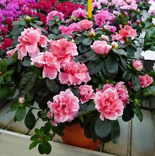 Azaleas