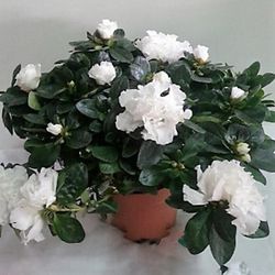 Azaleas