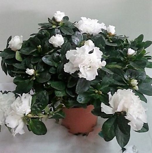 Azaleas