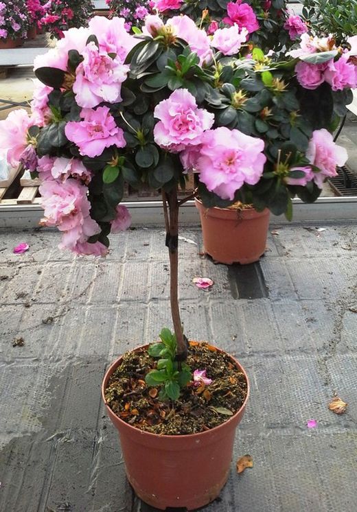 Azaleas de Copa