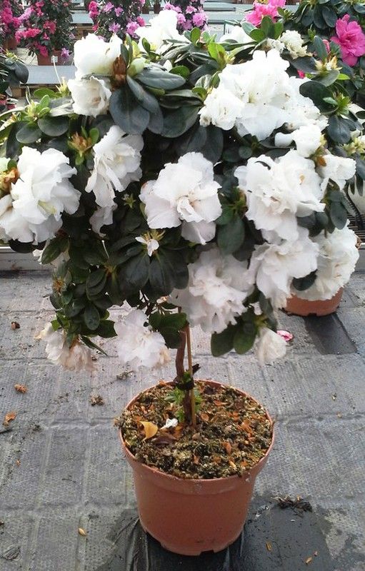 Azaleas de Copa