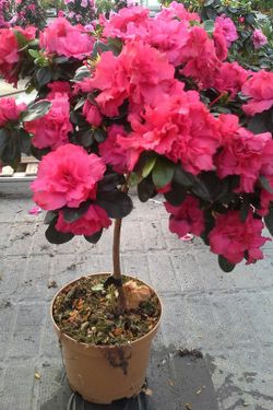 Azaleas de Copa