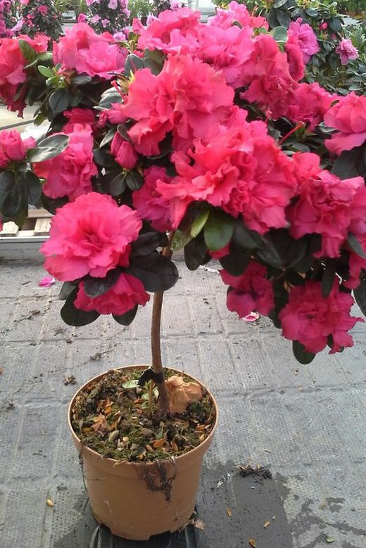 Azaleas de Copa