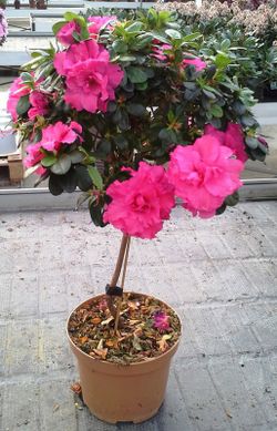 Azaleas de Copa