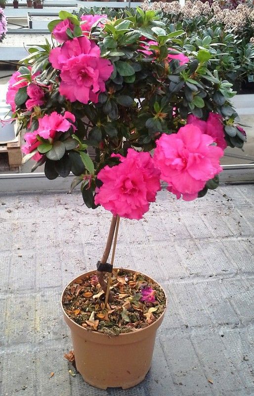 Azaleas de Copa