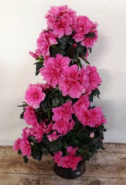 Azaleas Pirámide