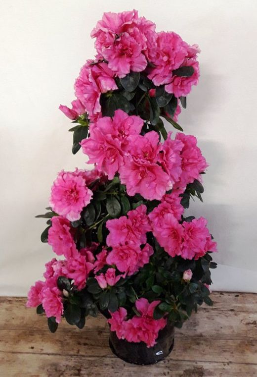 Azaleas Pirámide
