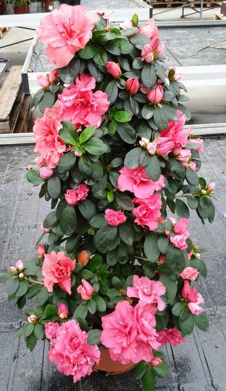 Azaleas Pirámide