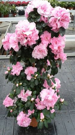 Azaleas Pirámide