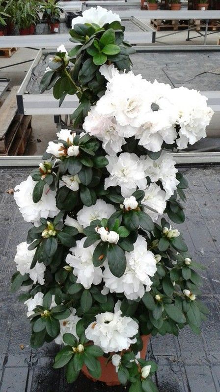 Azaleas Pirámide
