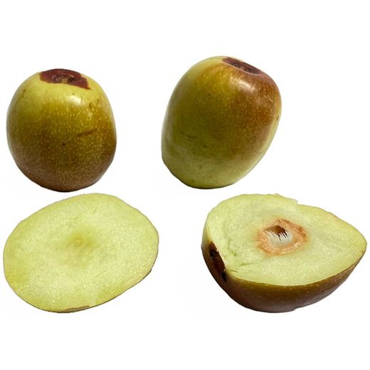 Azufaifo ZIZIPHUS JUJUBA